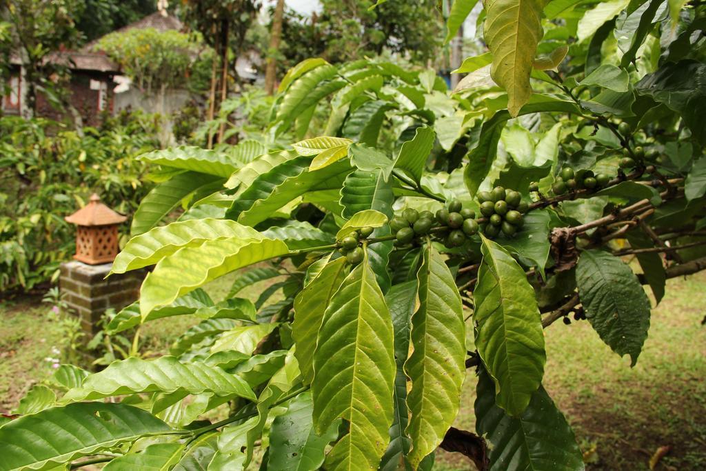 Dina Home Stay At Desa Wisata Wongayagede Jatiluwih Eksteriør billede